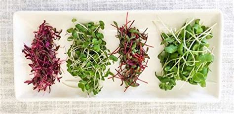 Grow your own 4 types of microgreen seeds - Radish, Sunflower, Carrot ...