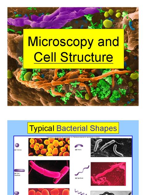Image result for Cell Structure Microscope