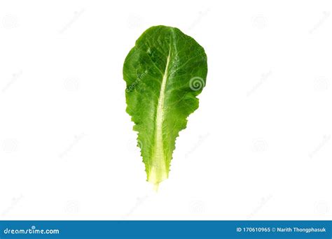 Fresh Green Cos Lettuce or Romaine Lettuce Vegetable for Salad with ...