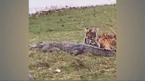 Viral Video: Tigress Hunts Down Crocodile with Cubs in Ranthambore ...