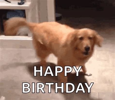 Happy Birthday Dog GIFs | Tenor