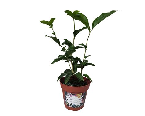 Jasmine Baby or Little Duke of Tuscany Jasmine Arabian Sambac Tea Live Tropical Plant Highly ...