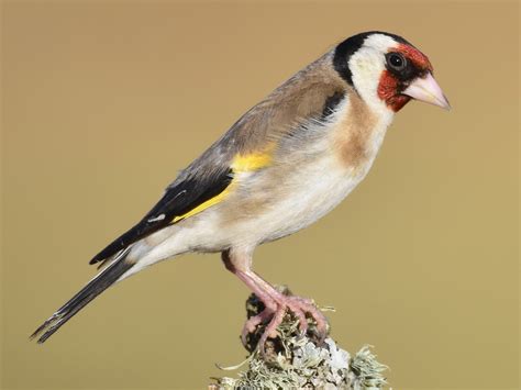European Goldfinch - eBird