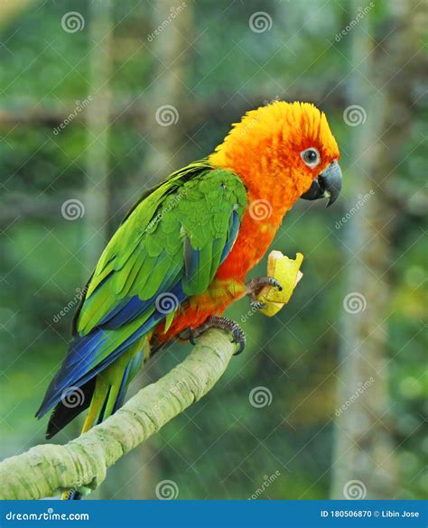 Yellow And Green Parrot