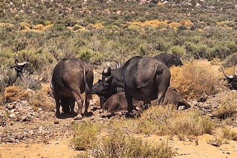 2025 Private Aquila Game Reserve Full Day Big 5 Safari in Cape Town ...