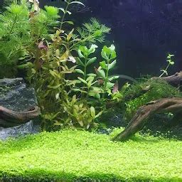 Best Top Rated Historical landmark in Nedungolam, Kerala, India | Yappe.in