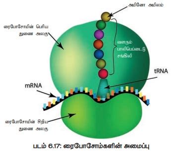 செல் நுண்ணுறுப்புக்கள் | Plant Cell Organelles | in Tamil
