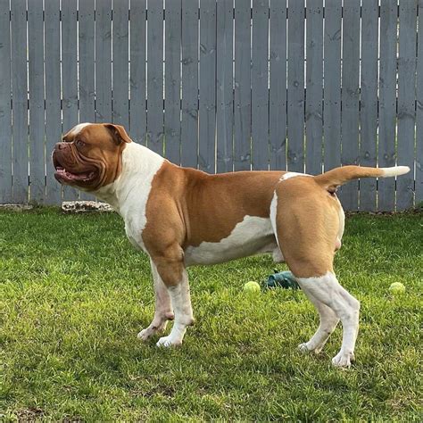 Johnson American Bulldog: A Complete Guide For Bulldog Lovers