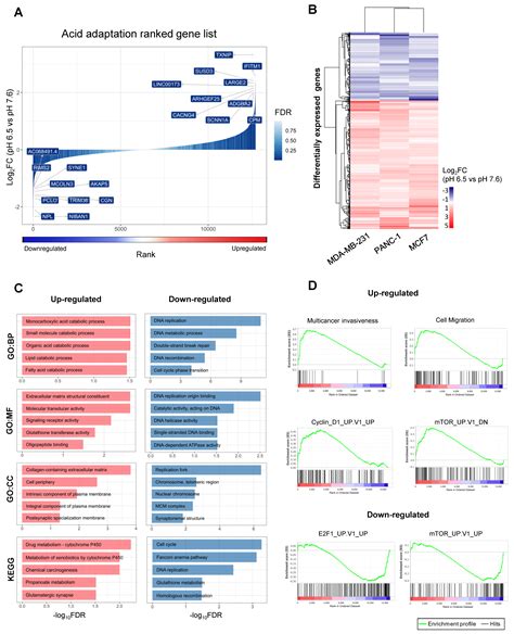 Cancer Cell Acid Adaptation Gene Expression Response Is Correlated to ...