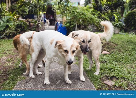 Male Dogs Mating