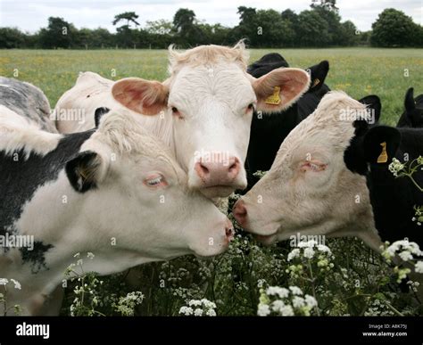 Cows face faces hi-res stock photography and images - Alamy