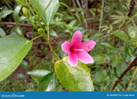 Beauty Natural Pink Color Flower with Leaves in the Garden Stock Photo ...