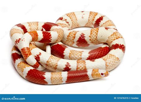 Albinos Honduran Milk Snake, Lampropeltis Triangulum Hondurensis ...