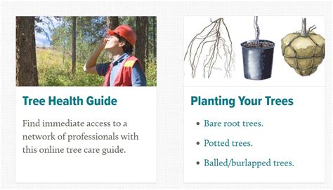 Image result for Tree Planting Guide