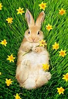 Image result for Bunnies with Summer Flowers