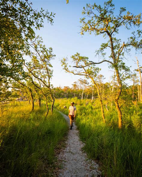 ULTIMATE Guide to Visiting Carolina Beach State Park (NC) - Lost In The ...