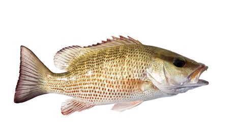 Image result for Snapper Animal