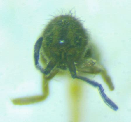 Image result for Yellow Spring Tails