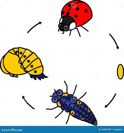 Life Cycle Of A Ladybug Video | Time Lapse Video Of Ladybug Life Cycle ...