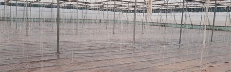 Soil Solarization Low Tunnel Film - 30-Micron LDPE for Sterile Soil