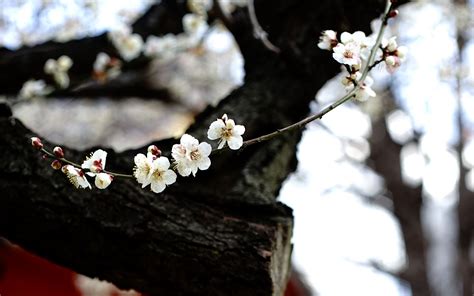 Download wallpaper 2560x1600 sakura, flowers, tree, pagoda, blur, japan ...