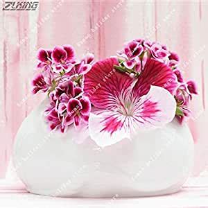 65Pcs Geranium Seeds Perennial Flower Indoor Rooms Pelargonium Peltatum ...