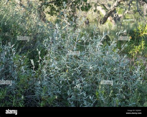 purple sage (Salvia leucophylla) Plantae Stock Photo - Alamy