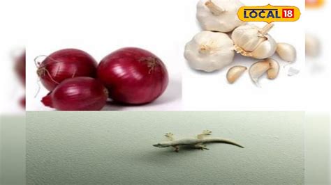 કિચનમાં રાખેલી આ વસ્તુઓને જોઈને ગરોળી ભાગી જશે, આવી રીતે કરજો ઉપયોગ-how ...