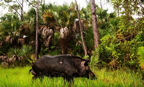 Truck Carrying Monkeys Mississippi