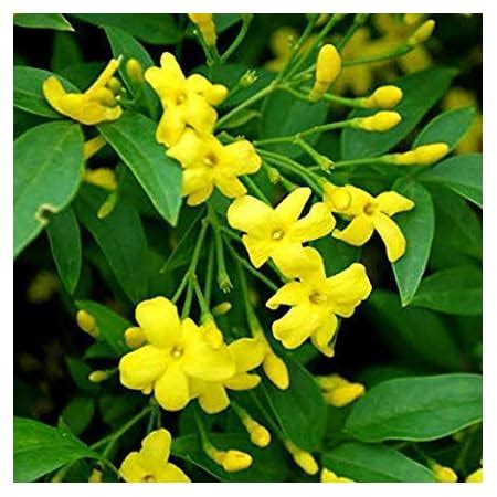 BHAJANLAL GREENERY Yellow Jasmine/PILI Chameli (पीली चमेली) Flower ...