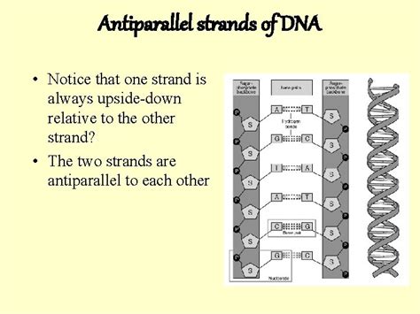 Image result for DNA Replication Complementary Strand