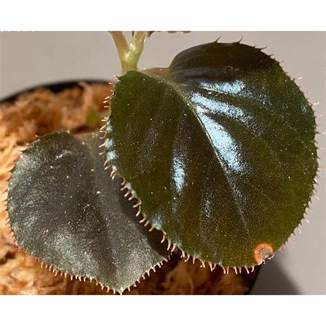 Ardisia sp. "Black Leaf" from Vietnam? | M・R・G・R