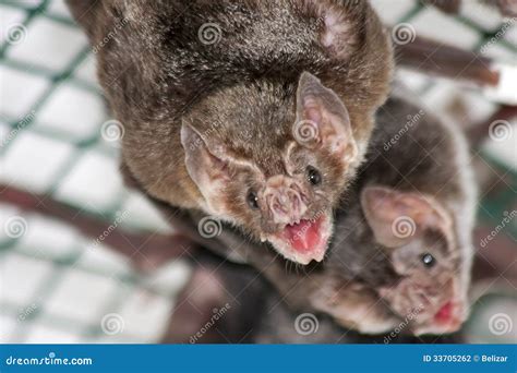Image result for Common Vampire Bat