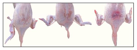 Comparison of the Automatic and Manual Broiler Pre-Slaughter Chain ...