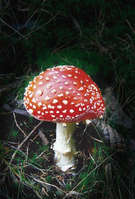 Image result for Mushroom Huge Dataset Classification Python