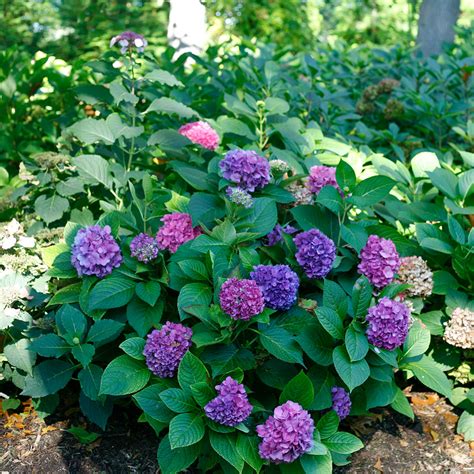 Let's Dance® Rave® Bigleaf Hydrangea - DISCONTINUED