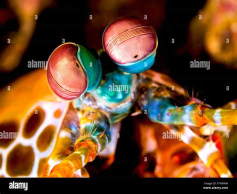 Peacock Mantis Shrimp Eyes