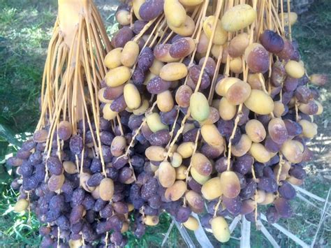 LA ROSE DU DESERT (Erfoud) - Guesthouse Reviews, Photos, Rate ...