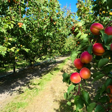 Harvesting Texas Bounty A Guide to Planting Fruit Trees in the Lone ...