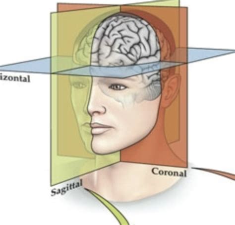Image result for Counterclockwise Brain