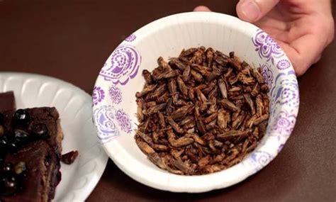 One plate of lab-grown insects for dinner, please!