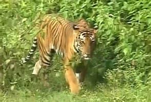 Tiger Mauls To Death Teacher In MP Forest - मध्य प्रदेश के जंगल में बाघ ...