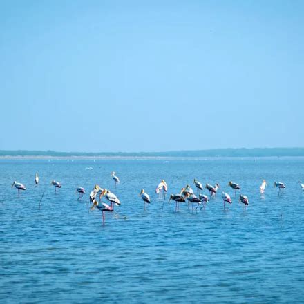 Pulicat Lake