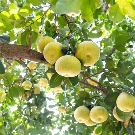 Rare Tropical Fruit Trees 的图像结果
