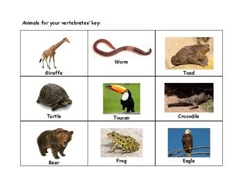 Image result for Classification Key Vertebrates KS2