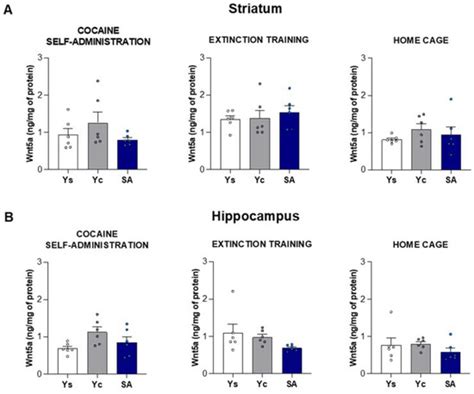 Cocaine and Its Abstinence Condition Modulate Striatal and Hippocampal ...