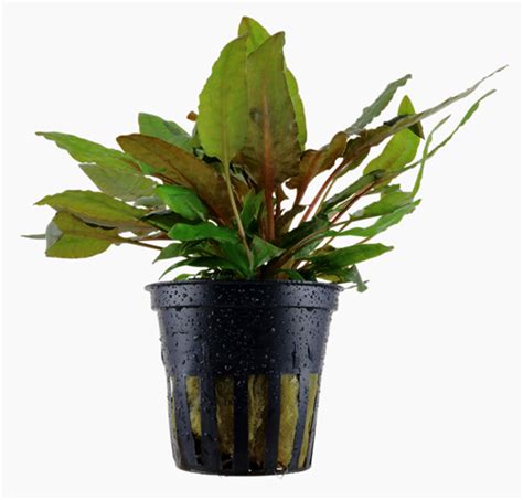 Cryptocoryne Wendtii Tropica -AP095 – Splashy Fin Aquarium Bengaluru