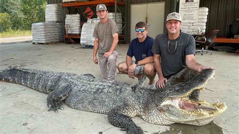 US: Record-breaking 14-foot-long alligator captured in Mississippi ...