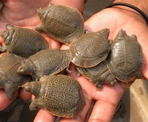 RPF recovers 157 turtles from North East Express, arrests 9 smugglers ...