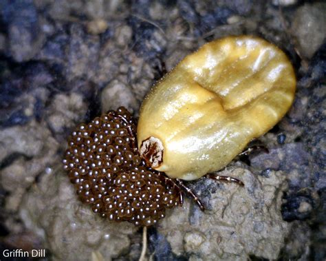 Tick Photos - Cooperative Extension: Tick Lab - University of Maine ...